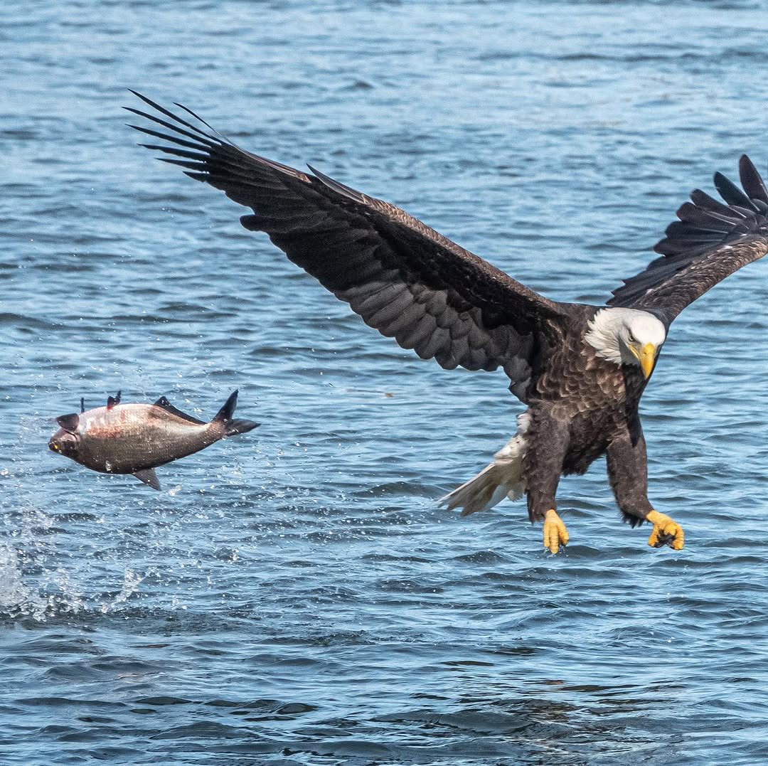 Bald eagle swooping at a fish leaping from the water