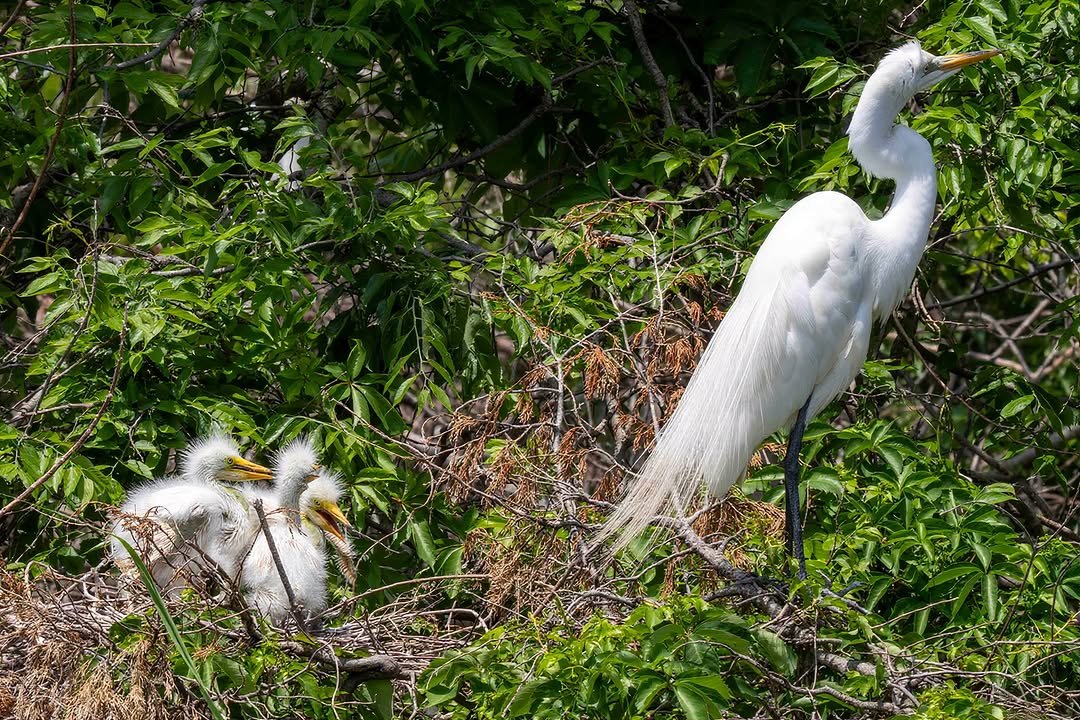 White egret standing over its chicks at a nest in the greenery
