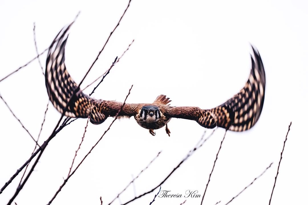 Two raptors passing prey talon to talon in mid-air