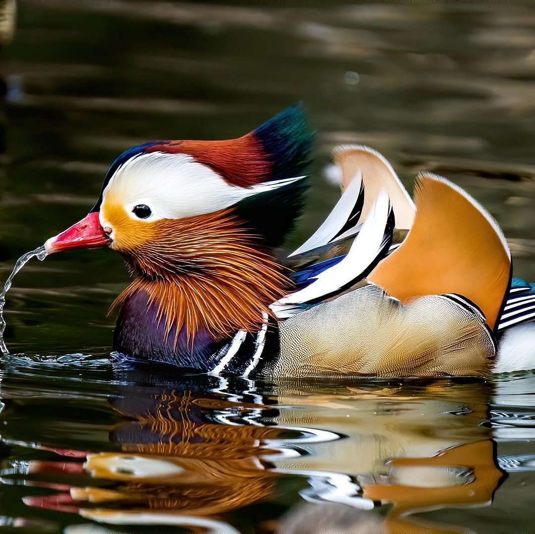 Mandarin duck on dark water with a drop of water at its beak