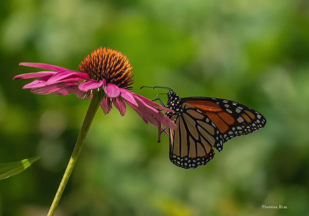 Monarch butterfly feeding on a pink coneflower