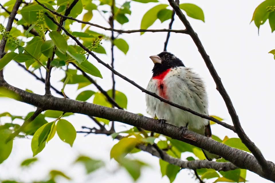 Songbird with a red chest perched among green leaves